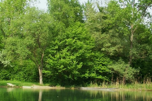 Bild 074.jpg - Frühling im Naturschutzgebiet Taubergießen beim Europa-Park Rust